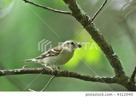 新最年輕的婊子 4322040