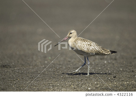 Flying fish Flying fish 4322116