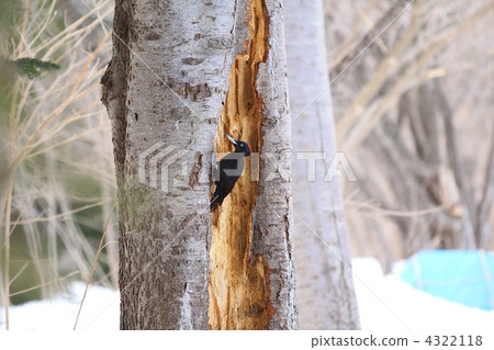 Kumagera in Otaru park 4322118