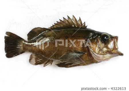 Meval (Black Meval / Book Menu) 4322613