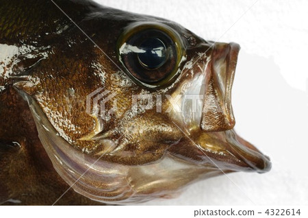 Meval (Black Meval / Book Menu) 4322614