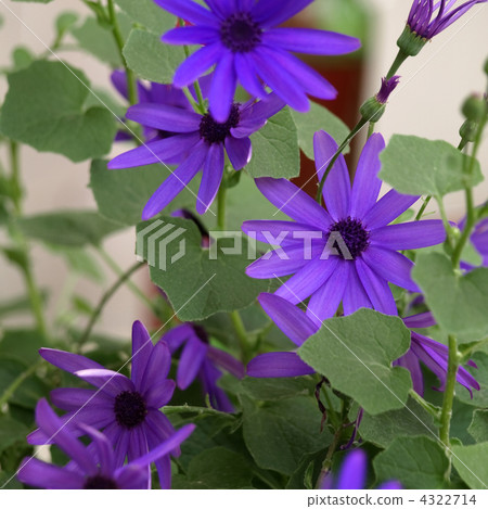 Cineraria Cineraria 4322714