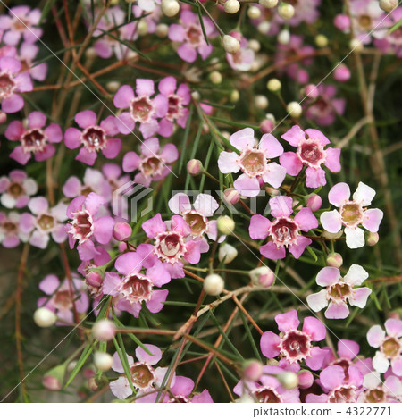 Wax Flower Wax Flower 4322771