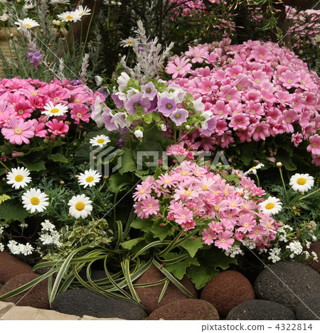 flower bed  4322814