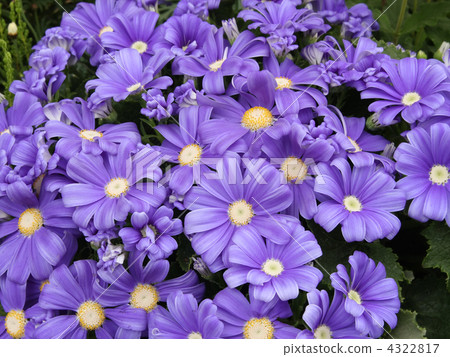 Cineraria Cineraria 4322817
