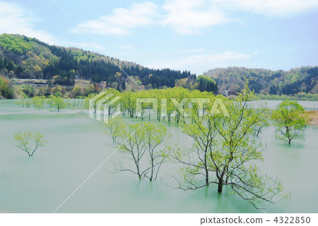 新綠_白川湖_淹沒森林_畫 4322850