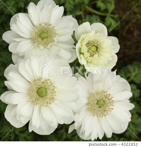 Anemones Anemones 4322852