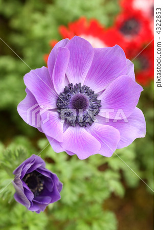 Anemones 4322853