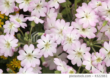 未命名的年糕 未命名的年糕 4322861