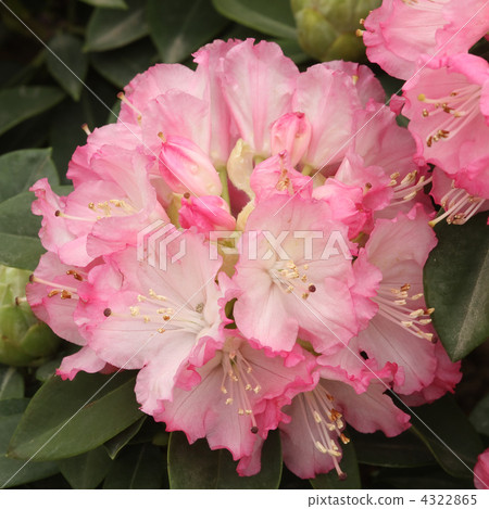 Rhododendron 4322865