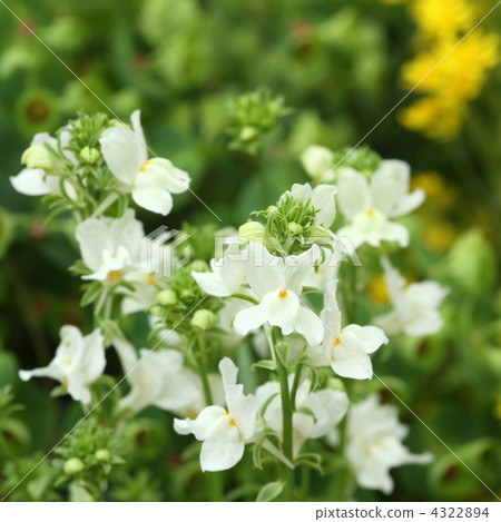 Nemesia 4322894