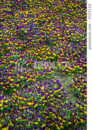 中提琴場 4323119