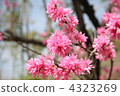 Double-blossom plum 4323269
