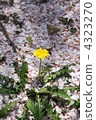 Dandelion and cherry blossom petals 4323270