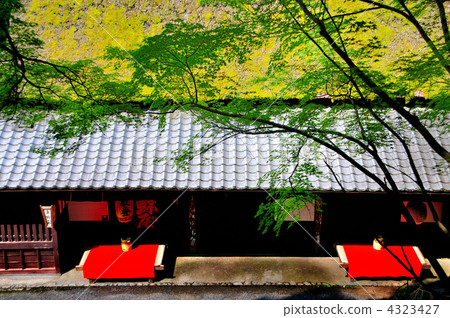 Fresh green of Kyoto Sagano 4323427