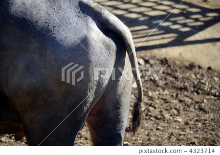 Water buffalo tail 4323714