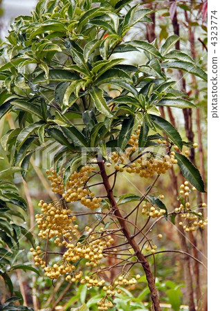 White millionai 4323774