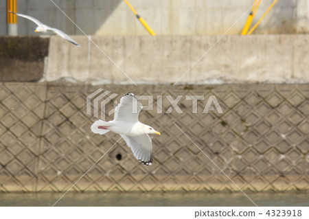 歐洲鯡魚鷗 水邊 海濱 4323918