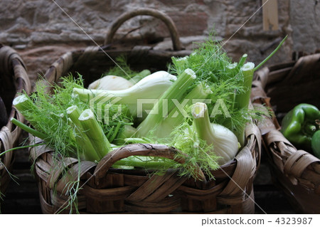 Fennel (fennel) 4323987