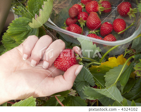 strawberries 4324102
