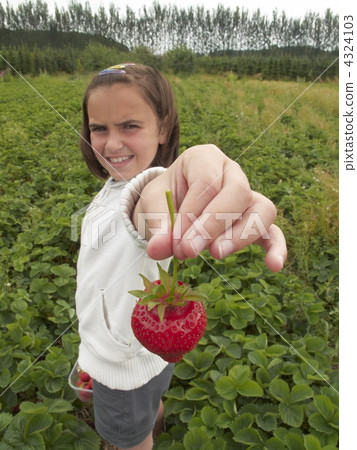 Fruit picking Fruit picking 4324103