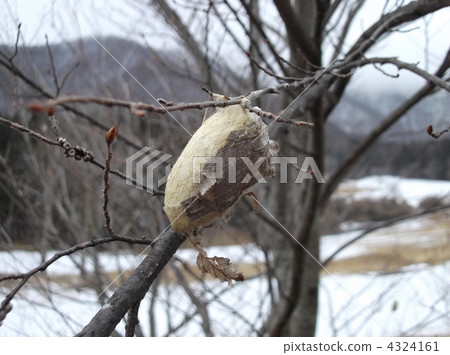 The large silkworm silkworm is a raw material for expensive fabrics The large silkworm silkworm is a raw material for expensive fabrics 4324161