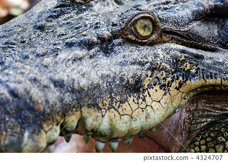 Crocodile eye Crocodile eye 4324707