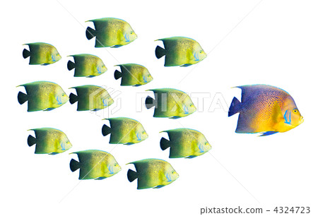 Leadership concept - big fish leading school of tropical fishes Leadership concept - big fish leading school of tropical fishes 4324723