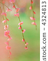 叼著梅花 4324813