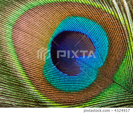 Peacock feather close up 4324917