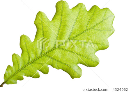 Green leaf close up Green leaf close up 4324962