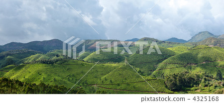 Panorama of tea plantations Panorama of tea plantations 4325168