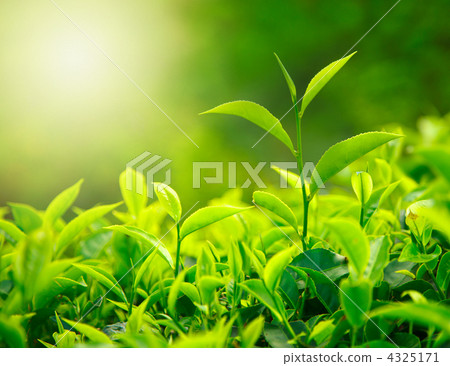 Tea bud and leaves Tea bud and leaves 4325171