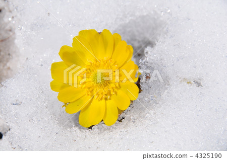 yellow flower, adonis ramosa, far east amur adonis 4325190