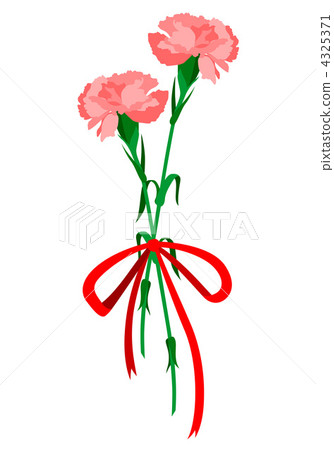 Carnation  4325371