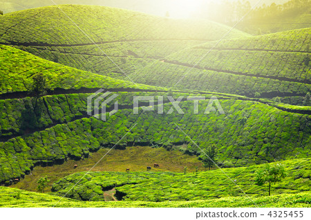 Tea plantations Tea plantations 4325455