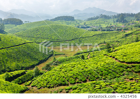 Tea plantations Tea plantations 4325456