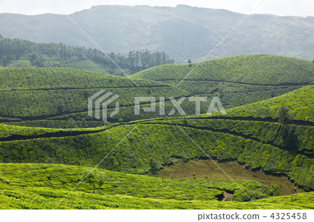 Tea plantations Tea plantations 4325458