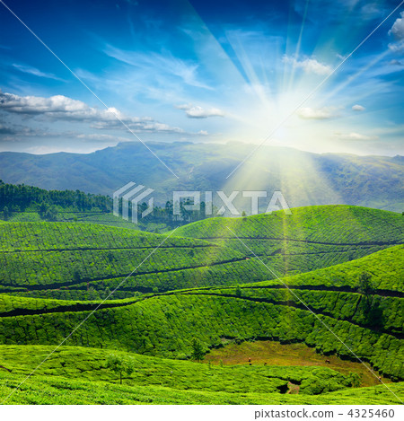 Tea plantations 4325460