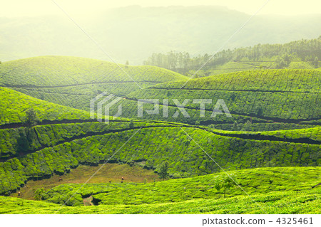 Tea plantations Tea plantations 4325461