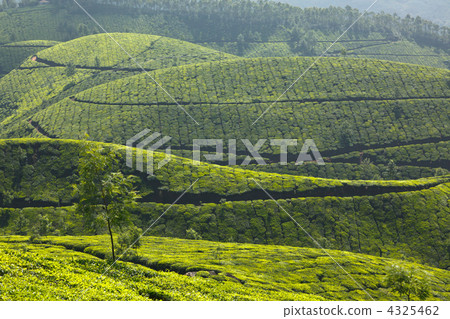 Tea plantations Tea plantations 4325462