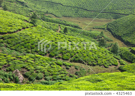Tea plantations Tea plantations 4325463