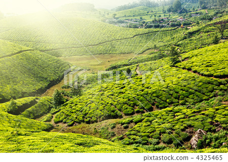 Tea plantations Tea plantations 4325465