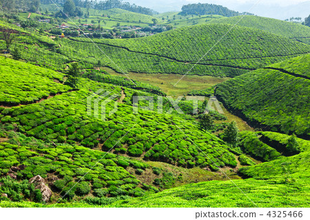 Tea plantations Tea plantations 4325466