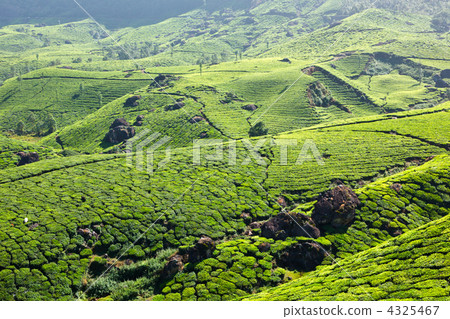 Tea plantations Tea plantations 4325467