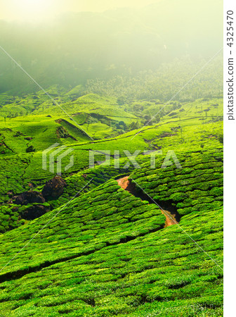 Tea plantations Tea plantations 4325470