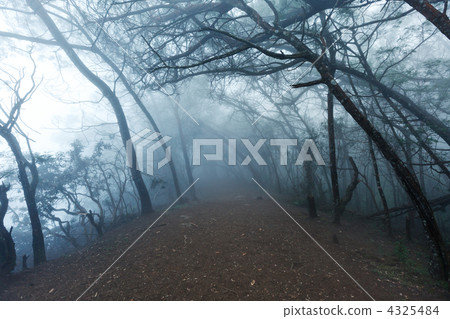 Misty scary forest in fog Misty scary forest in fog 4325484