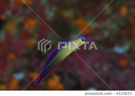 Akebono-nohase Akebono-nohase 4325653