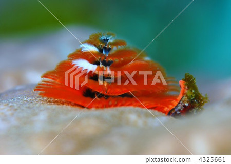 大旋鰓蟲 4325661