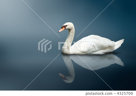Mute Swan (Cygnus olor) Mute Swan (Cygnus olor) 4325709